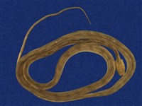 藏品(大頭蛇)的圖片